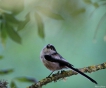 Oiseaux Mésange à longue queue (Aegithalos caudatus)