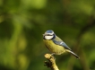 Oiseaux Mésange bleue (Cyanistes caeruleus)