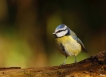 Oiseaux Mésange bleue (Cyanistes caeruleus)