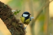 Oiseaux Mésange charbonnière (Parus major)