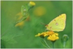  Souci (Colias crocea)