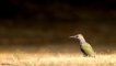 Oiseaux Pic vert (Picus viridis)