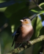 Oiseaux Pinson des arbres (Fringilla coelebs)