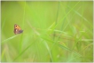 Insectes Procris (Coenonympha pamphilus)