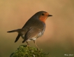 Oiseaux Rouge-gorge familier (Erithacus rubecula)