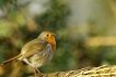 Oiseaux Rouge-gorge familier (Erithacus rubecula)