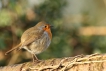 Oiseaux Rouge-gorge familier (Erithacus rubecula)