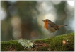 Oiseaux Rouge-gorge (Erithacus rubecula)