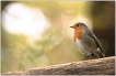 Oiseaux Rouge-gorge (Erithacus rubecula)