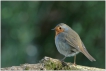 Oiseaux Rouge-gorge (Erithacus rubecula)