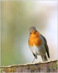 Oiseaux Rouge-gorge (Erithacus rubecula)