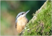 Oiseaux Sittelle torchepot (Sitta europaea)