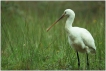 Oiseaux Spatule blanche (Platalea leucorodia)