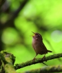 Oiseaux Troglodyte mignon (Troglodytes troglodytes)