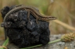 Reptiles Lézard des murailles (Podarcis muralis)