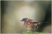 Oiseaux Accenteur mouchet (Prunella modularis)