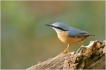 Oiseaux Sittelle torchepot (Sitta europaea)