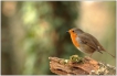 Oiseaux Rouge-gorge (Erithacus rubecula)