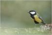 Oiseaux Mésange charbonnière (Parus major)