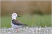 Oiseaux Echasse Blanche (Himantopus himantopus)