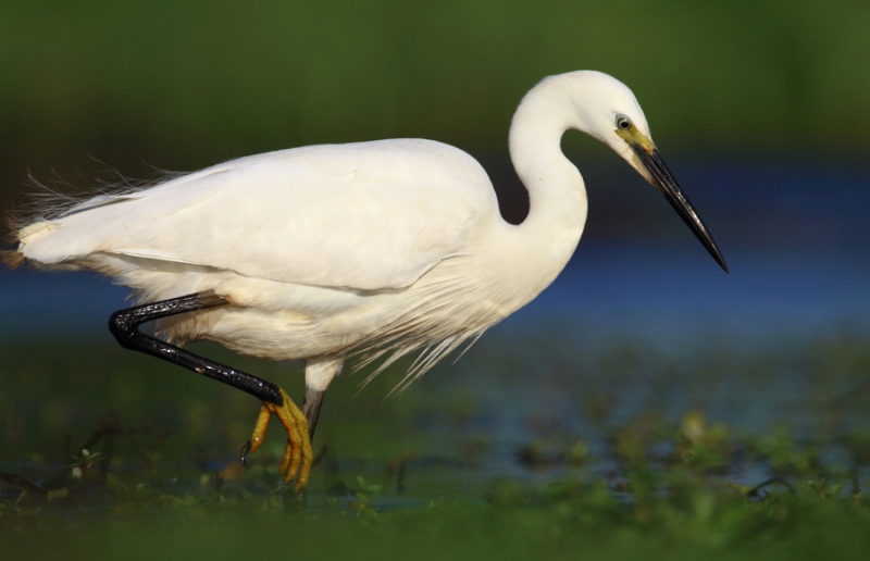 Photo Oiseaux Aigrette garzette (Egretta garzetta)