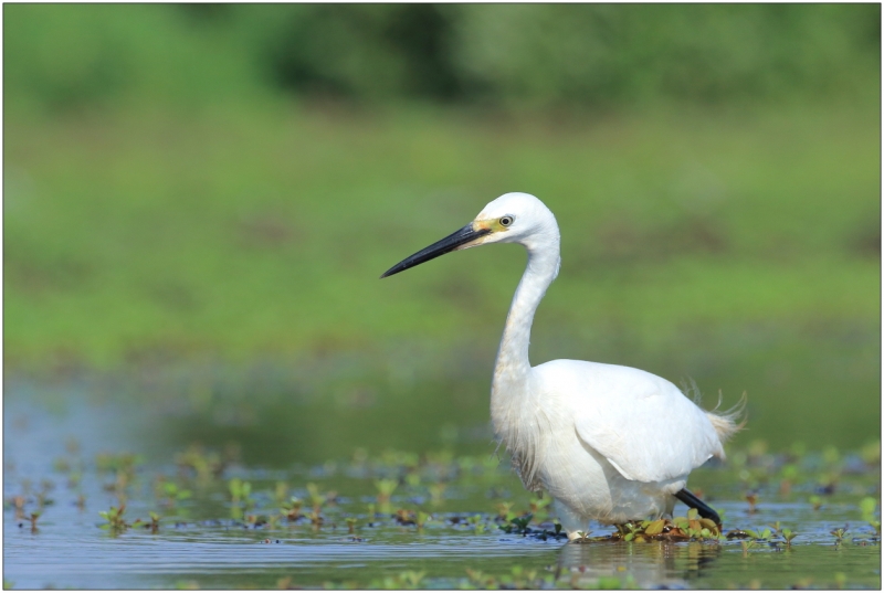 Photo Oiseaux Aigrette garzette (Egretta garzetta)