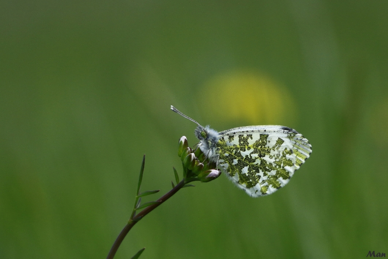 Photo Insectes  aurore (anthocaris cardamines) 