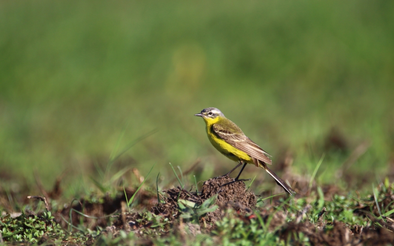 Photo Oiseaux Bergeronette printanière (Motacilla flava)