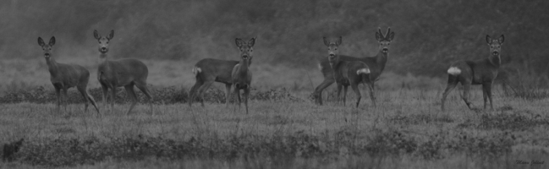 Photo Mammifères Chevreuil (Brocard)