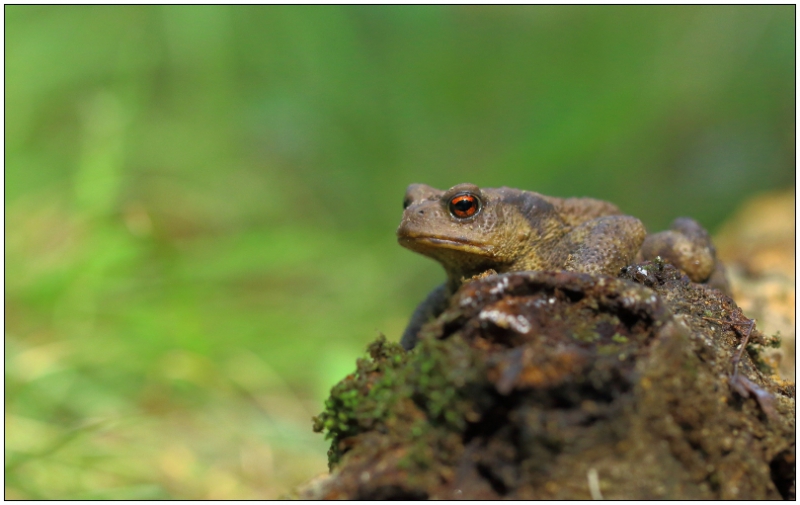 Photo Amphibiens Crapaud commun (Bufo bufo)