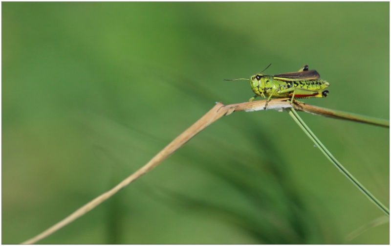 Photo Insectes Criquet ensanglanté (Stethophyma grossum)