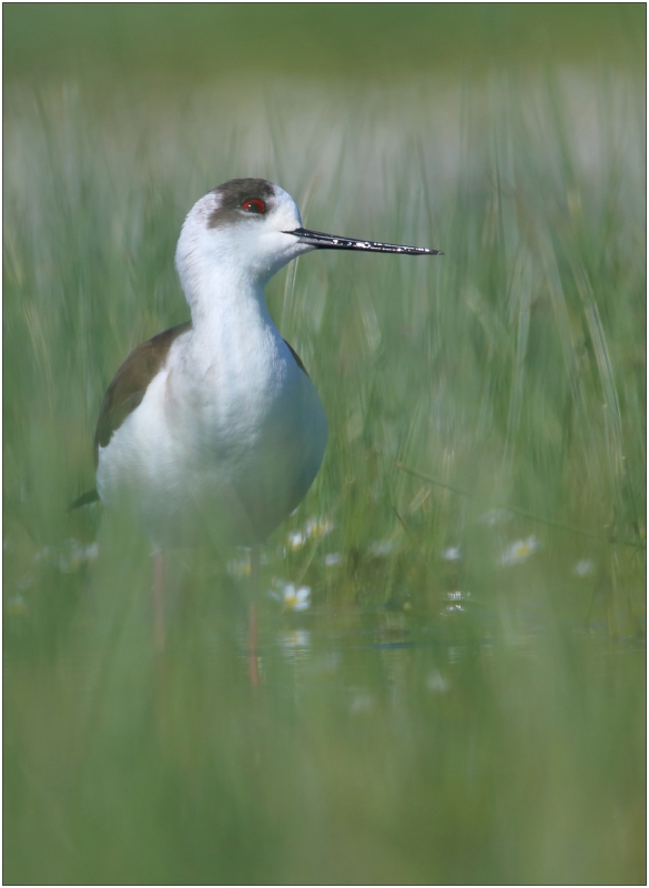 Photo Oiseaux Echasse Blanche (Himantopus himantopus)