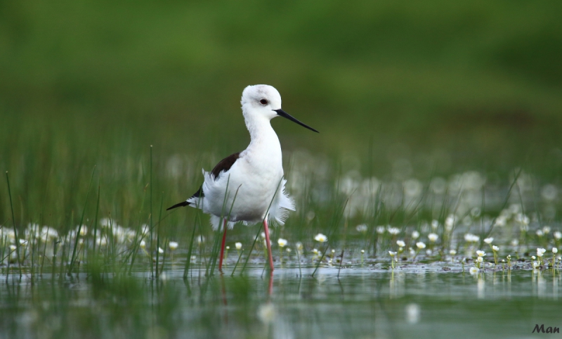 Photo Oiseaux Echasse Blanche (Himantopus himantopus)