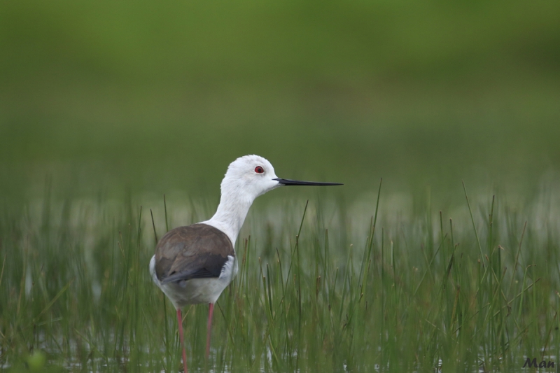 Photo Oiseaux Echasse Blanche (Himantopus himantopus)