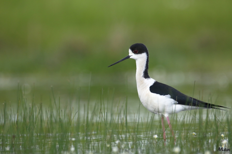 Photo Oiseaux Echasse Blanche (Himantopus himantopus)