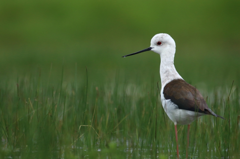 Photo Oiseaux Echasse Blanche (Himantopus himantopus)