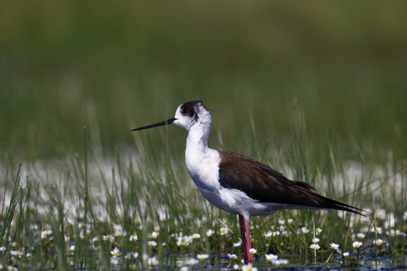 Photo Oiseaux Echasse Blanche (Himantopus himantopus)