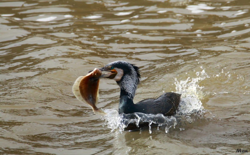 Photo Oiseaux Grand cormoran (Phalacrocorax carbo)