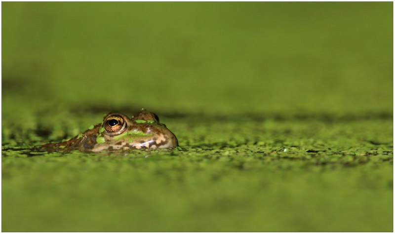 Photo Amphibiens Grenouille verte 