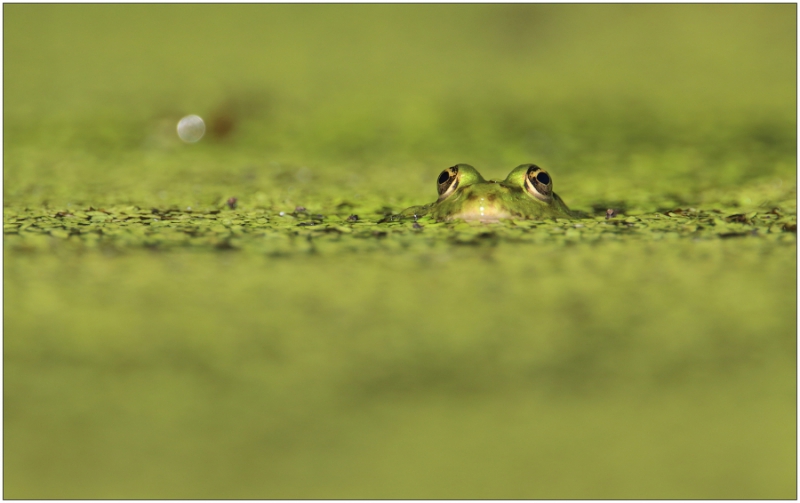 Photo Amphibiens Grenouille verte 