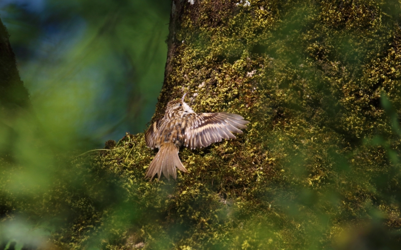 Photo Oiseaux Grimpereau