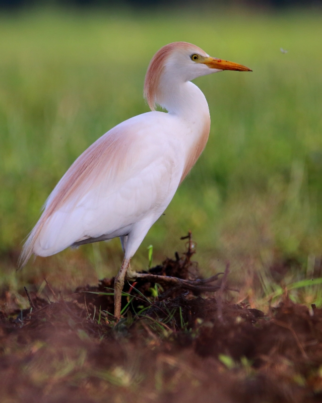 Photo Oiseaux Héron garde-boeufs (Bubulcus ibis)