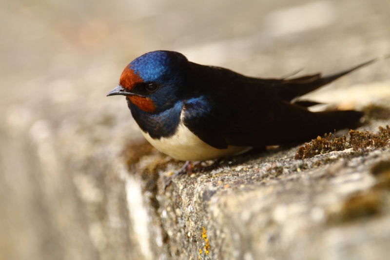 Photo Oiseaux Hirondelle rustique (Hirundo rustica)