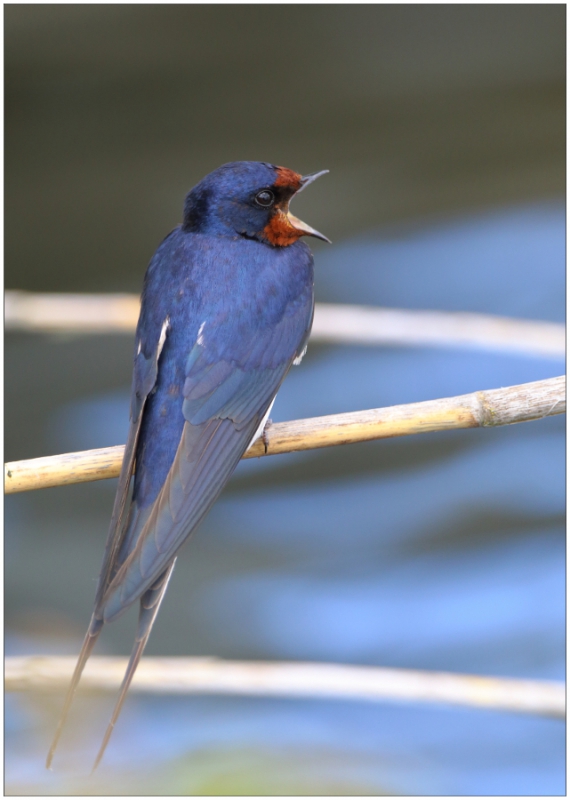 Photo Oiseaux Hirondelle rustique (Hirundo rustica)