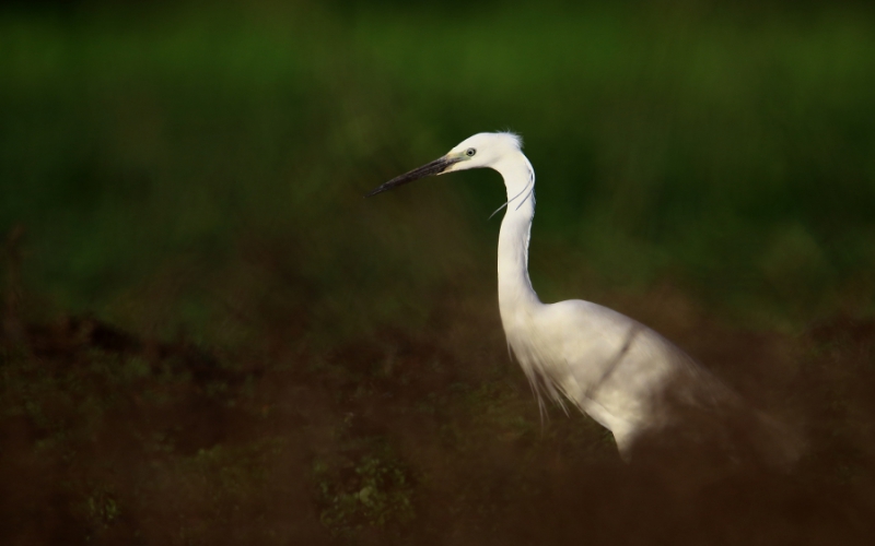 Photo Oiseaux Aigrette garzette (Egretta garzetta)