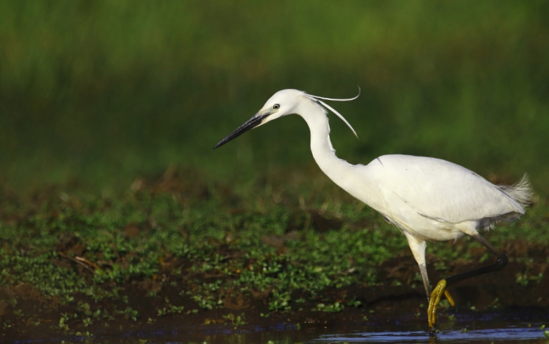 Photo Oiseaux Aigrette garzette (Egretta garzetta)