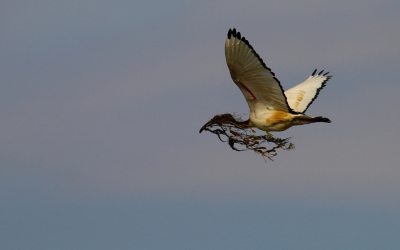 Photo Oiseaux Ibis sacré (Threskiornis aethiopicus)