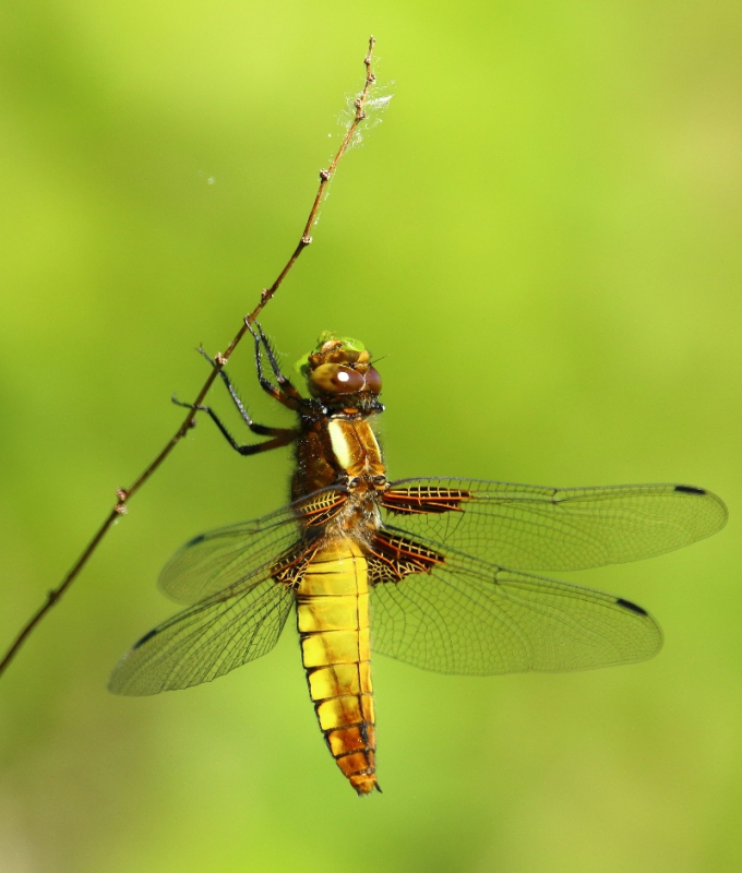 Photo Insectes Libellule déprimée (Libellula depressa)