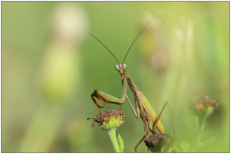 Mante-religieuse_04_v2i.JPG Mante religieuse (Mantis religiosa)