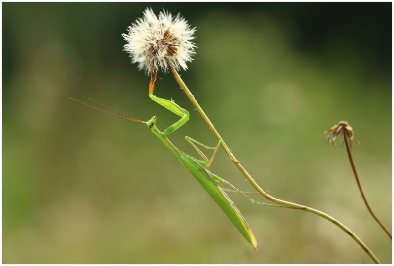 Photo Insectes Mante religieuse (Mantis religiosa)